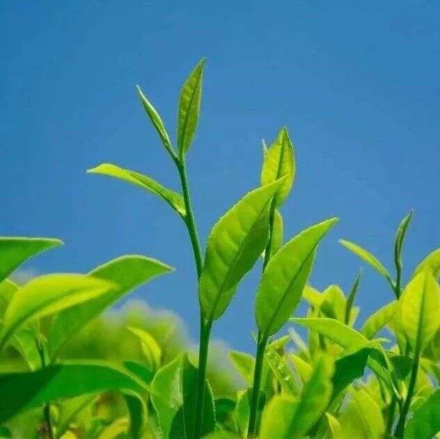 青岛农业大学丁兆堂教授团队首次揭示茶树响应干旱的蛋白质泛素化修饰机制