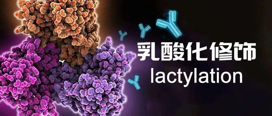 “乳”虎添翼 | 平均IF 26,10篇高分文章!24年最新乳酸化研究成果汇总