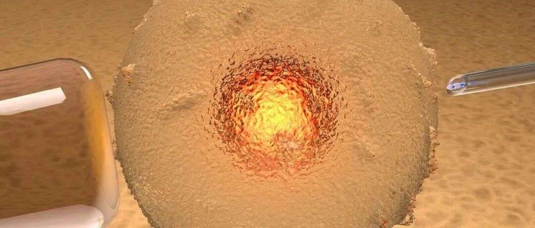 Nat Aging & Cell Death Differ | 张东/孙青原等合作报道蛋白翻译后修饰调节雌性生殖力的新机制
