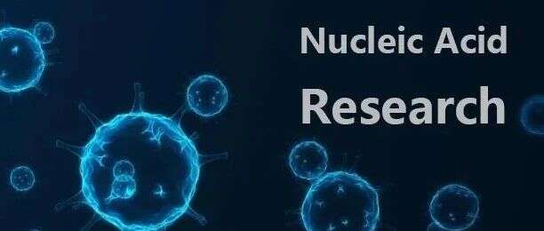 Nucleic Acids Res | 翁杰敏/丁建平等揭示HBO1是多种组蛋白酰化修饰“writer”