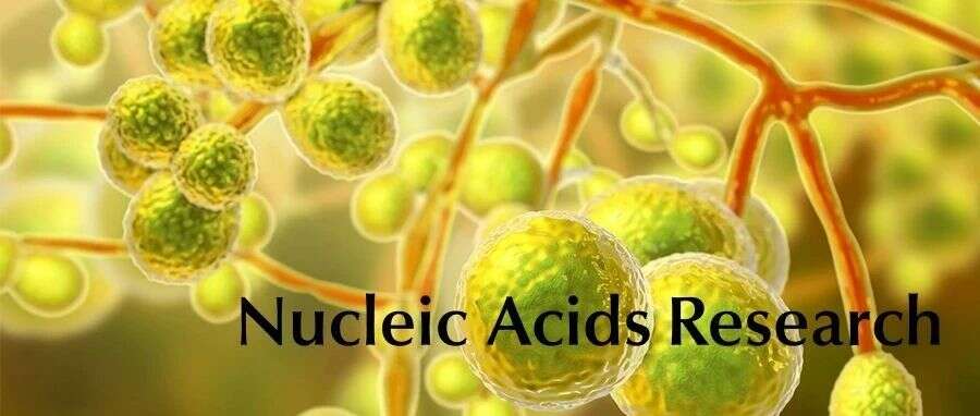 一觉解“千愁”,NUCLEIC ACIDS RES | MazF毒素蛋白诱导病原菌休眠,产生抗生素耐受