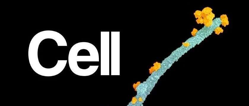 Cell | “微观宝藏”,蛋白质组学鉴定人类多种癌症的外囊泡标志物
