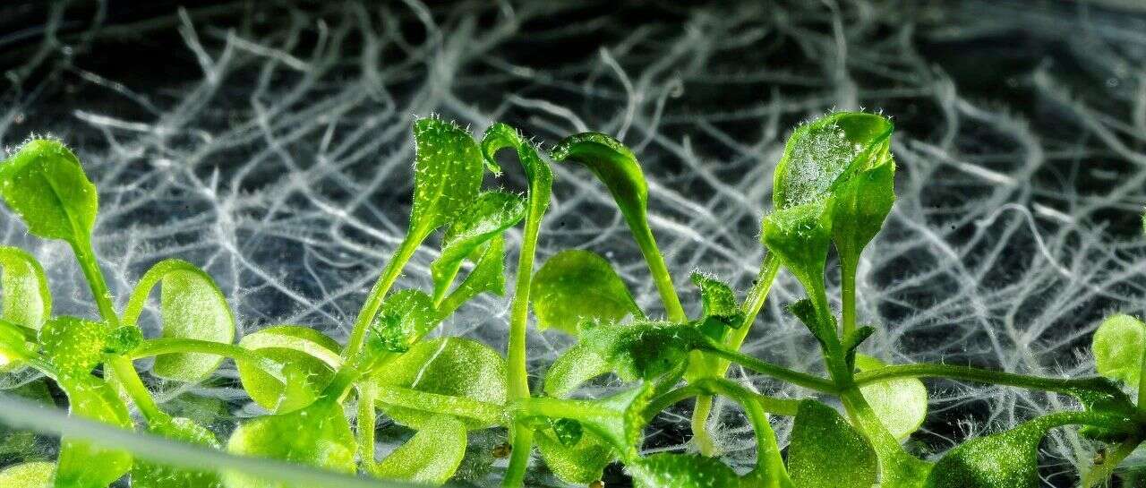 “诱”敌深入,Nature Plants | 华中农大揭示植物抑制病原菌侵染的分子机制