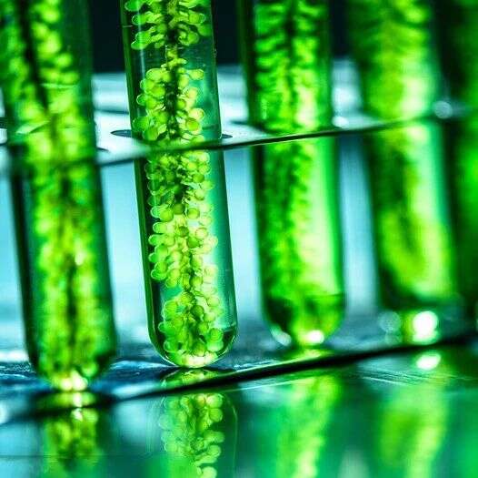 青岛能源所揭示工业微藻应激产油的蛋白质组动态规律