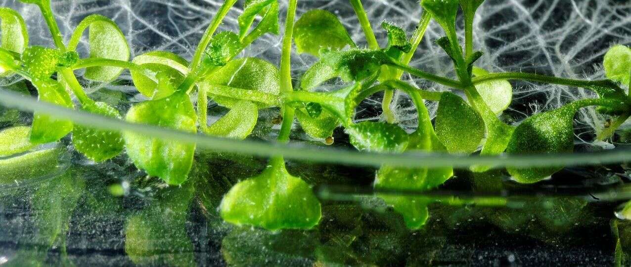 一篇Mol Cell,教你如何运用磷酸化组学解析植物逆境胁迫