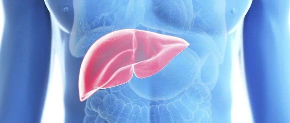 正中靶心,J HEPATOL:强力/秦钧合作团队揭示造血免疫调控因子PU.1是肝脏疾病的新靶点