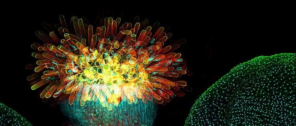 “三月春华红似火”, Nature | 整合组学分析绘制最全面的拟南芥蛋白、修饰与互作图谱