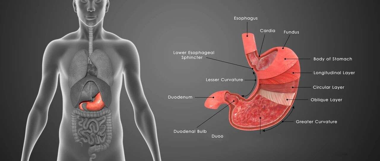 独辟蹊径,Theranostics:胃镜活检癌组织样本的磷酸化组学分析
