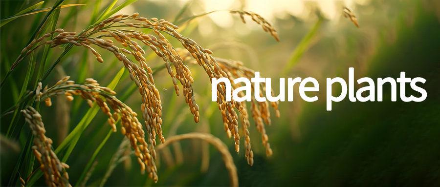 Nat Plants新突破 | 首张水稻蛋白基因组图谱诞生