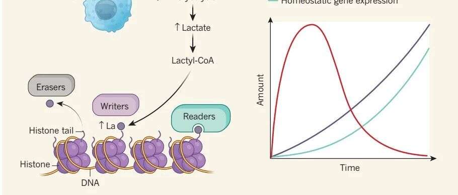 Nature重大突破:全新组蛋白乳酸化修饰调控癌症和炎症等疾病
