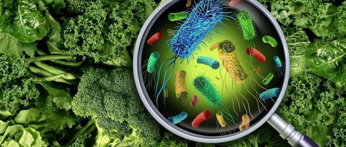 东北大学丁辰团队揭示乙酰化修饰在人类真菌病原体毒力中的关键作用