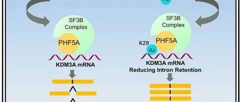 Molecular Cell:北京大学罗建沅课题组揭示乙酰化修饰参与细胞应激和肿瘤发生的新机制