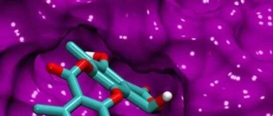北大医学院赵文会组首次发现P53 β-羟基丁酰化修饰减弱其肿瘤抑制功能