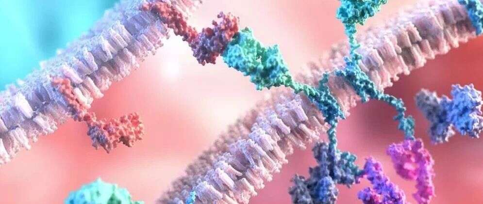 二代更强!Science子刊:CAR-T细胞的“大比拼”