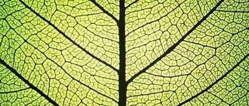 植物领域新动态!美国科学家提出植物细胞图谱(Plant Cell Atlas)计划!