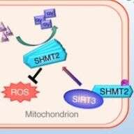 NAT COMMUN:研究揭示SIRT3调控结直肠癌机制