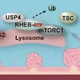 Cell Res:同济大学王平组揭示泛素化修饰与肿瘤微环境关联的奥秘