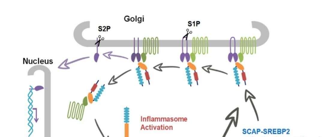 Immunity丨浙江大学王迪教授课题组再次揭示NLRP3炎症小体活化新机制