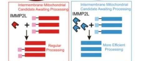 蛋白组学·2018文献阅读大赛:IMMP2L信号通路驱动细胞衰老的分子机制