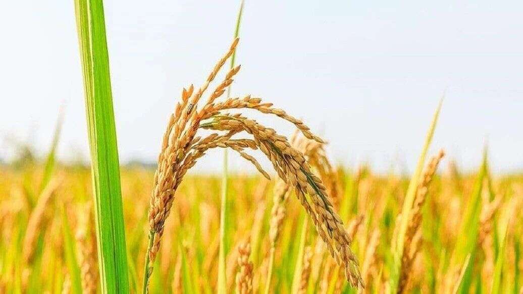 第一作者| Genome Biol:水稻组蛋白酰化修饰在逆境下调控基因表达