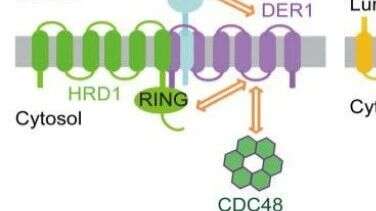 Plant Physiology:蛋白组学揭示植物内质网相关蛋白降解新因子