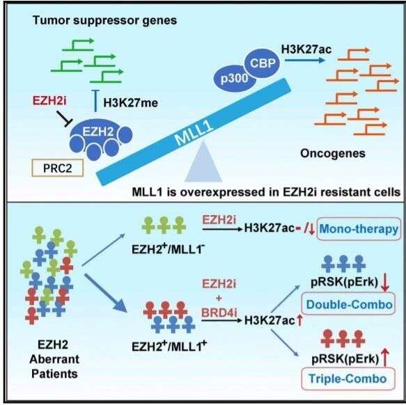 CELL重磅!肿瘤表观遗传靶点EZH2调控新模式及个性化治疗新策略