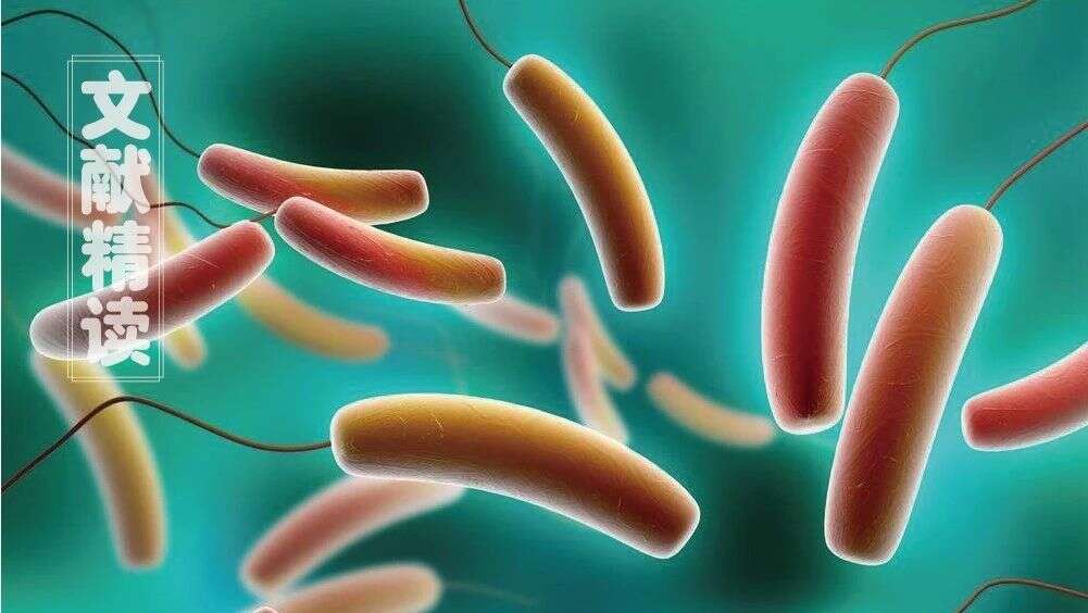 酰化修饰与合成生物学:微生物调控酰化辅酶A生物合成的“普世”机制