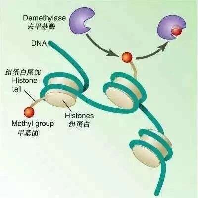 Nature Genetics同期两篇报道,揭示组蛋白甲基化修饰调控植物基因表达新机制