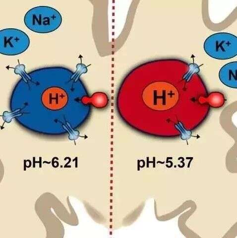 PNAS:组蛋白脱乙酰酶抑制剂可治疗阿尔茨海默症?