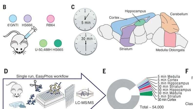 Science:磷酸化组学揭示大脑中阿片类药物受体信号通路