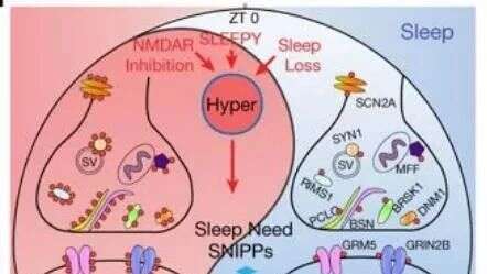 Nature:磷酸化组学揭示睡眠调控的全新机制