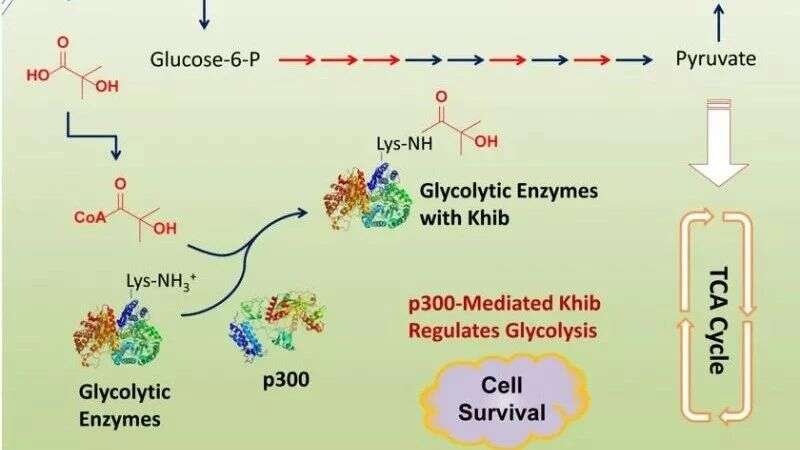 Mol. Cell:P300作为二羟基异丁酰转移酶调控糖酵解途径