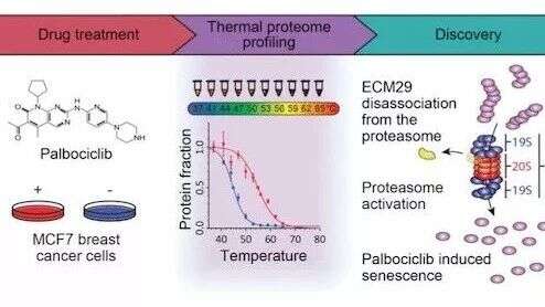 EMBO:蛋白组学破解乳腺癌药物Palbociclib引起衰老之谜