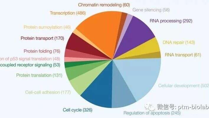 MOL CELL:揭开非组蛋白赖氨酸甲基化的神秘面纱