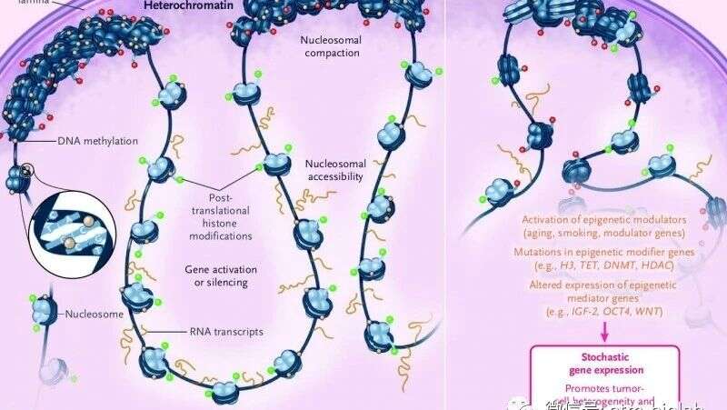 NEJM重磅综述:表观遗传学在疾病预防和缓解中的作用