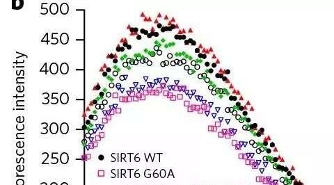 剑走偏锋----去酰化修饰酶SIRT6调控细胞的外泌体分泌