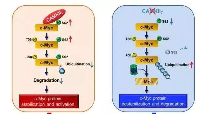 Not mRNA, but protein---c-Myc磷酸化抑制其泛素降解而导致T细胞淋巴瘤