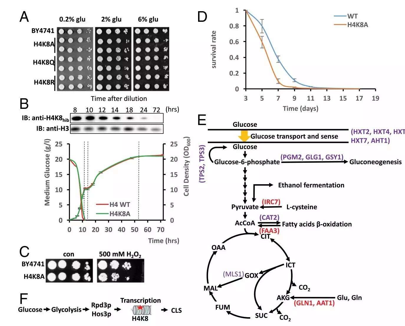 莫道不修饰,心随景杰,人比酵母瘦——蛋白质组学揭示2-羟基异丁基化修饰新功能