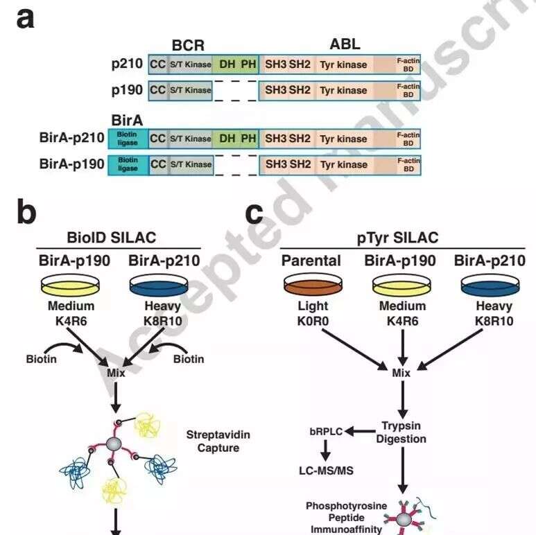 见微知着---蛋白质磷酸化组学揭示两类白血病分子机制的差异