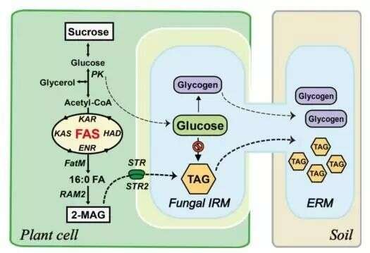 “甘之如饴”, Science文章揭示丛枝菌根真菌以植物脂肪酸为主要碳源