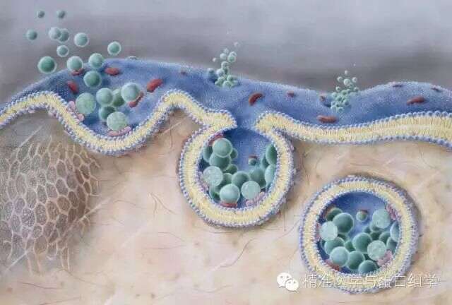 号外---景杰生物正式开通外泌体蛋白质组/修饰组学服务啦!!
