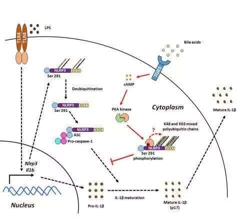 Immunity:浙江大学王迪教授课题组揭示胆酸调控炎症性疾病的新机制