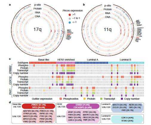 Nature发布大规模癌症蛋白质基因组学研究重要成果