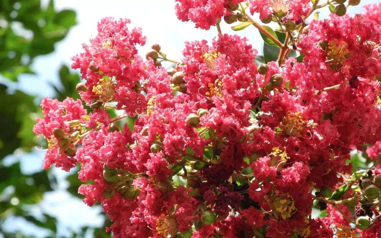 Nat Genet:中科院上海生科院揭示调控植物开花的表观遗传新机制