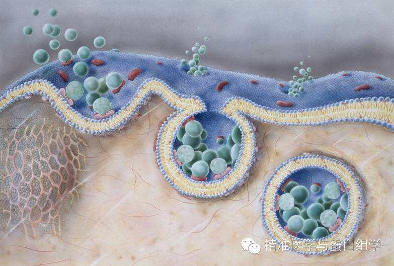 蛋白质组学助力外泌体研究
