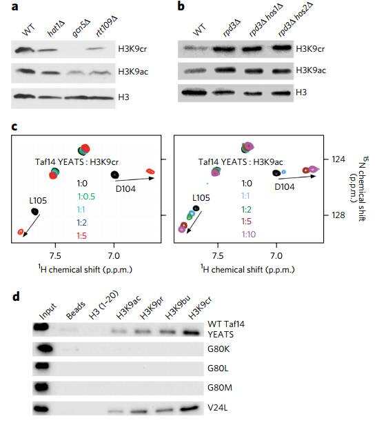 Nature Chemical Biology: YEATS结构域是组蛋白赖氨酸巴豆酰化的“读取器”