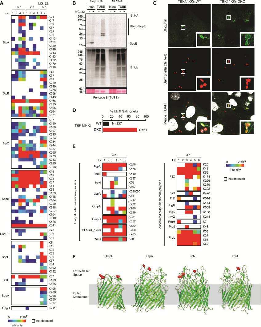 Molecular Cell:泛素化修饰组学揭示病原菌侵染宿主的全新分子机制