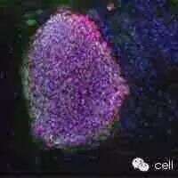Nature综述:癌症免疫疗法是“牛”,那安全性呢?