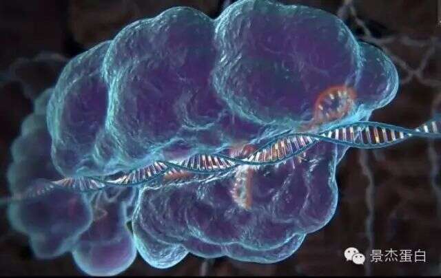 3D动画带你了解CRISPR-Cas9基因编辑(张锋参与制作的哦)