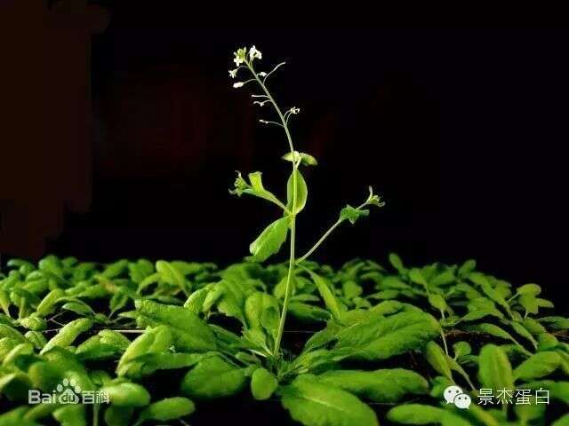 拟南芥根部蛋白组学新突破
